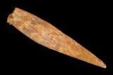 Fossil Pterosaur (Siroccopteryx) Tooth - Morocco #127681-1